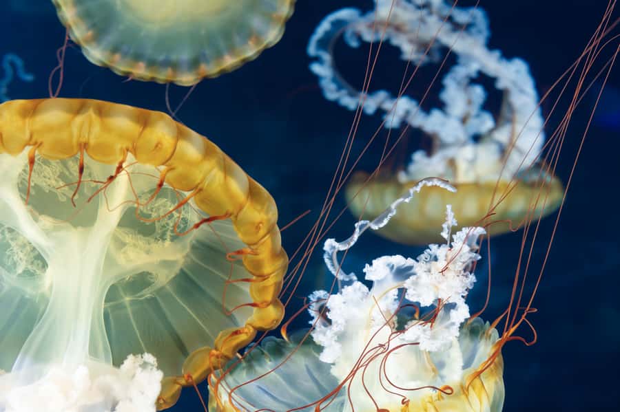 Las Vegas: Shark Reef Aquarium Entry Ticket - Tickets, timing, and how long to plan