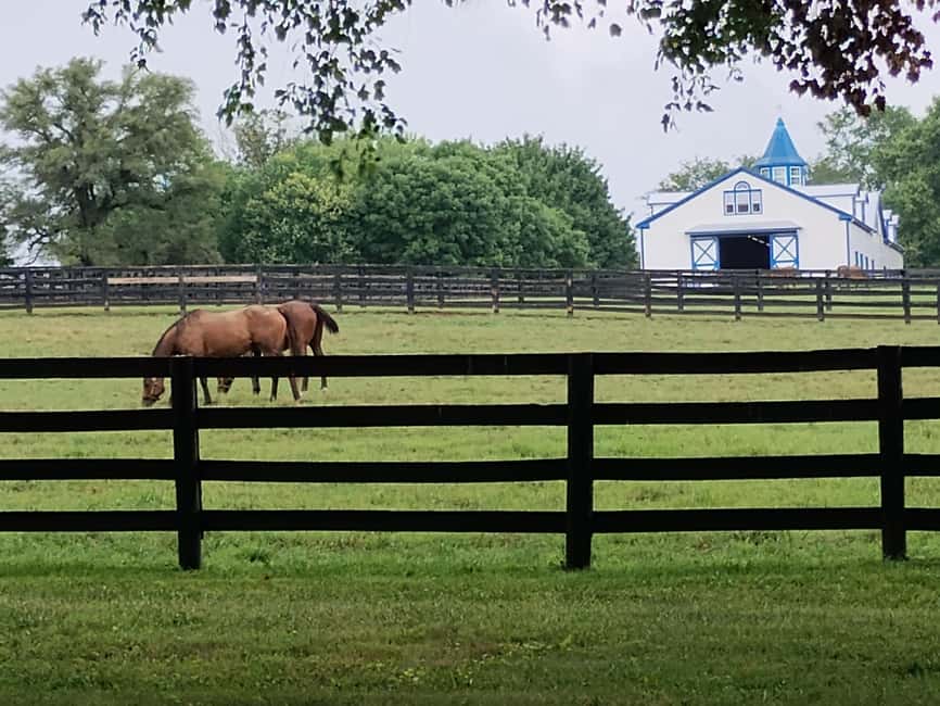 Lexington: Thoroughbred Horse Farm Tour and Scenic Bluegrass - Why Lexington’s Thoroughbreds Feel Like a Real Working World