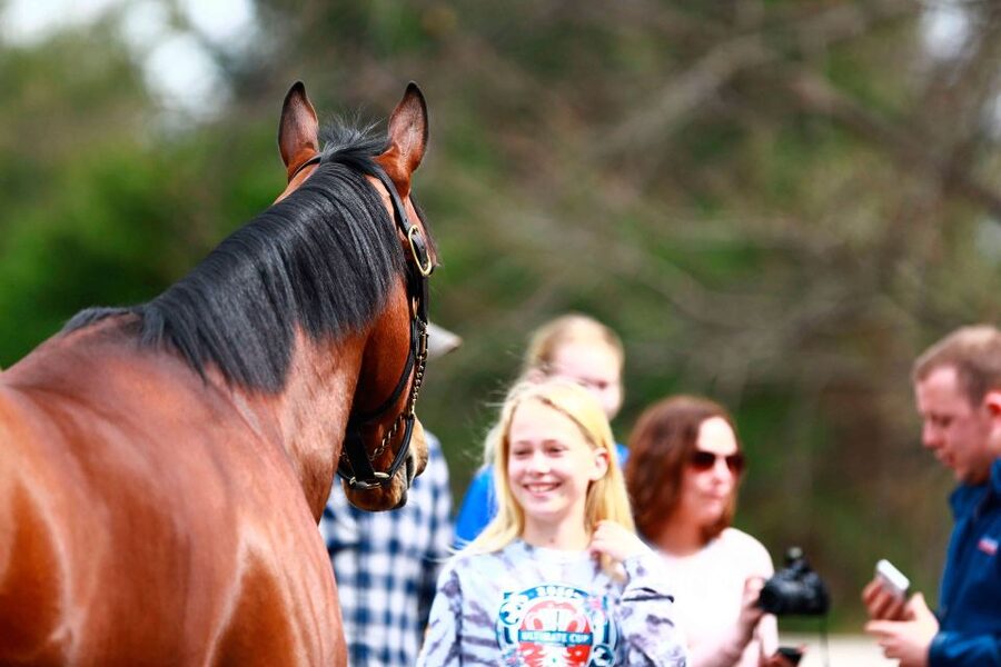 Lexington: Thoroughbred Horse Farm Tour and Scenic Bluegrass - What You Get for $45: Real Value for Half a Day in Horse Country