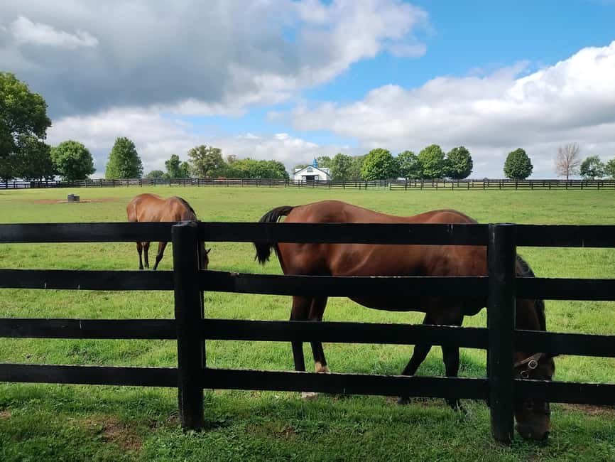 Lexington: Thoroughbred Horse Farm Tour and Scenic Bluegrass - Practical Expectations: Weather, Shoes, and the Tour’s Physical Level