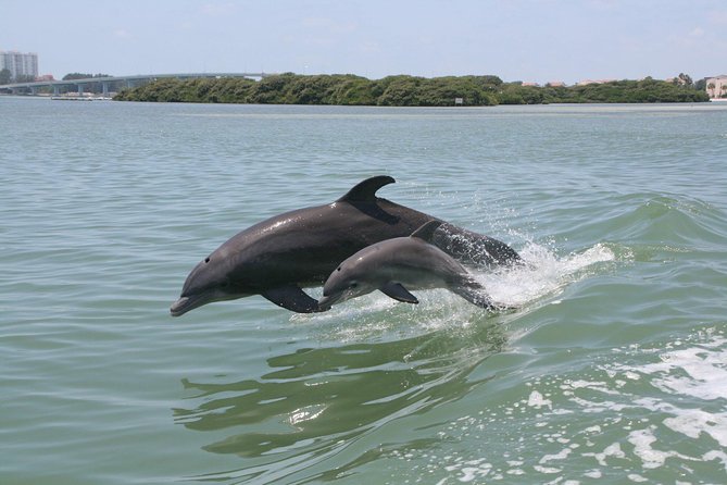 Little Toot Dolphin Adventure at Clearwater Beach - Quick highlights you’ll care about