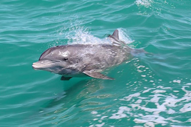 Little Toot Dolphin Adventure at Clearwater Beach - Getting to the dock: parking, the 45-minute rule, and boarding timing