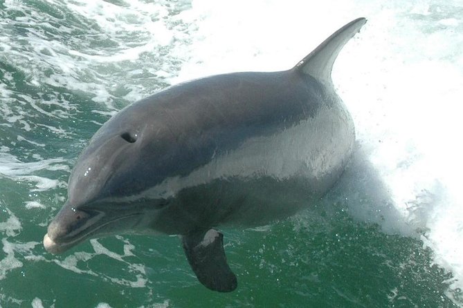 Little Toot Dolphin Adventure at Clearwater Beach - How to get the best experience on your ride