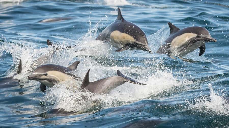 Long Beach: Whale and Dolphin Watching Cruise - FAQ