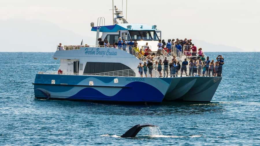 Long Beach: Whale and Dolphin Watching Cruise - Harbor Breeze catamarans, live narration, and an eco-leaning approach