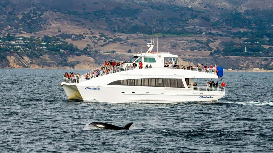 Long Beach: Whale and Dolphin Watching Cruise - What you’ll look for: whales, dolphins, seals, and seabirds