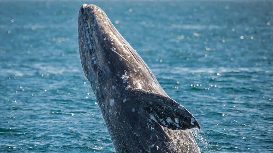 Long Beach: Whale and Dolphin Watching Cruise - Comfort and cold reality: how to dress for Long Beach on the water
