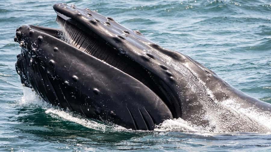 Long Beach: Whale and Dolphin Watching Cruise - The stops you’ll notice most: Queen Mary and the cruise terminal views