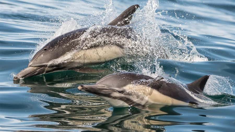 Long Beach: Whale and Dolphin Watching Cruise - Who this cruise fits best, and who might want a different plan