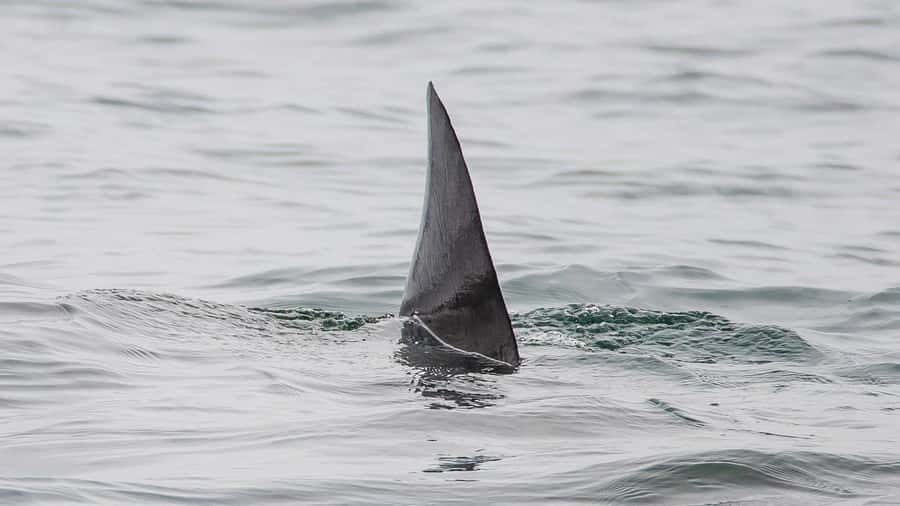 Long Beach: Whale and Dolphin Watching Cruise - Should you book this Long Beach whale and dolphin watching cruise?