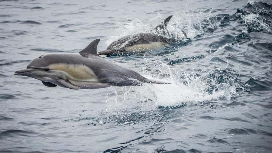 Long Beach: Whale and Dolphin Watching Cruise - Starting at Long Beach, then cruising past the city and into the wildlife zone