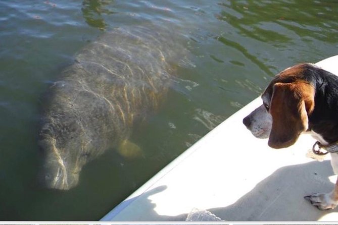 Lovers Key Guided Eco Tour-Mangrove Estuary - Key things I’d pin to your mind before you go