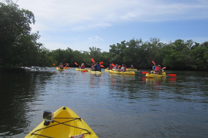 Lovers Key Guided Eco Tour-Mangrove Estuary - Mangroves and wildlife: your realistic expectations