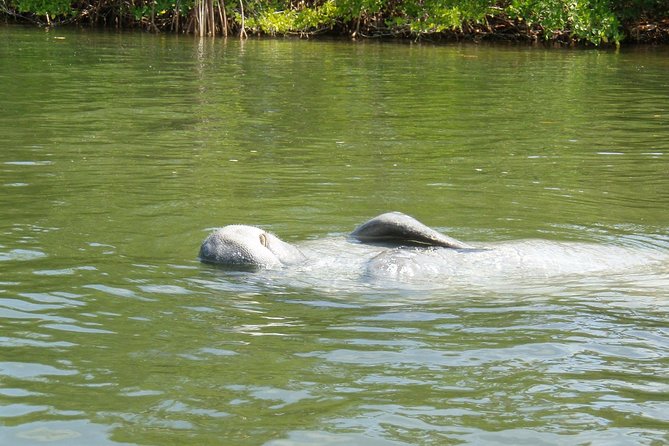 Lovers Key Guided Eco Tour-Mangrove Estuary - Timing, tides, and the “go early” advantage