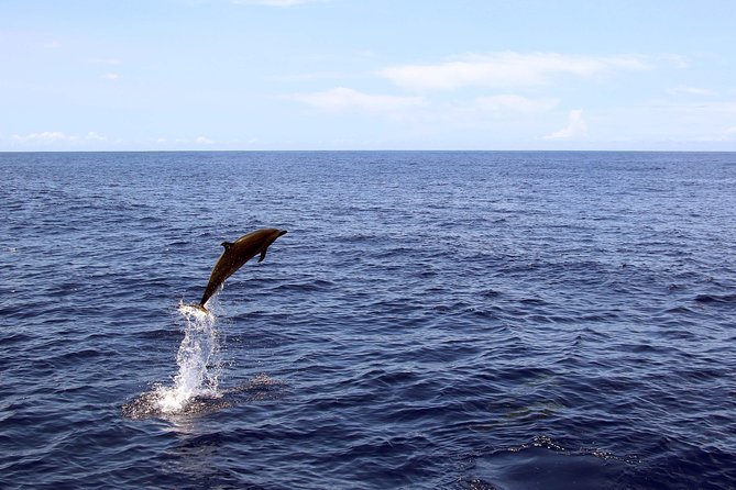 Luxury Snorkel Cruise, Local Buffet with Whale & Dolphin Watch - Wildlife Watching North Along Oahu’s Western Coast