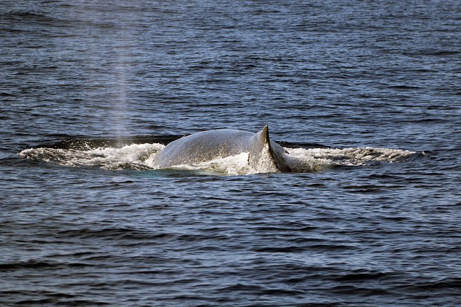Luxury Snorkel Cruise, Local Buffet with Whale & Dolphin Watch - Photos on the Boat: Worth It, If You Like Easy Memories