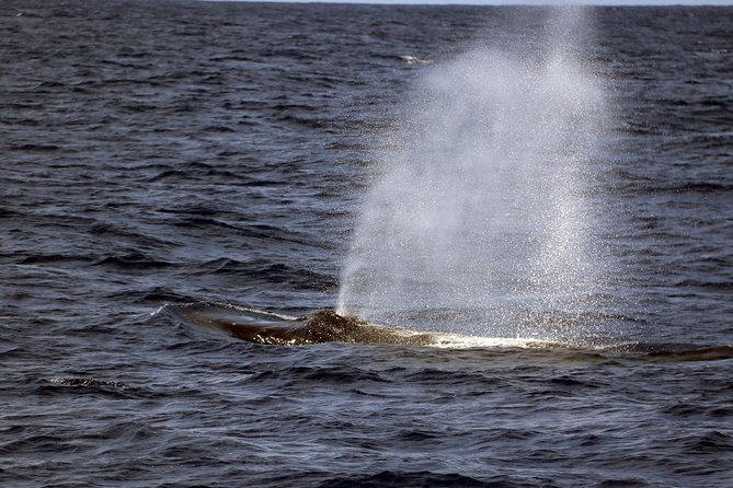 Luxury Snorkel Cruise, Local Buffet with Whale & Dolphin Watch - On Board the Kai OliOli, Comfort Counts