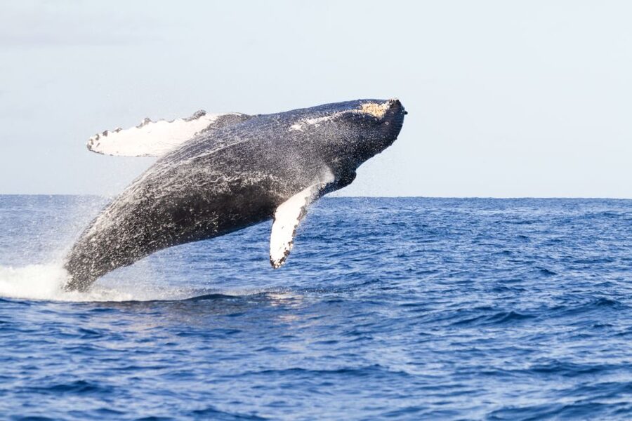 Ma'alaea Harbor: Whale Watching Tour Aboard Power Catamaran - Key things that make this whale cruise worth your time
