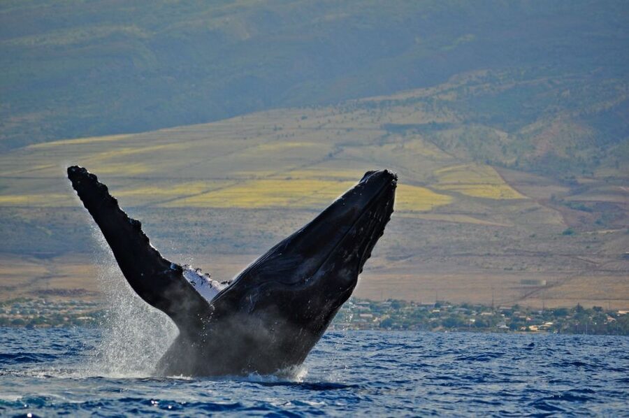 Ma'alaea Harbor: Whale Watching Tour Aboard Power Catamaran - Maalaea Bay humpback sightings: what to watch for