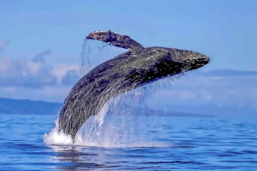 Ma'alaea Harbor: Whale Watching Tour Aboard Power Catamaran - The underwater hydrophone: hearing whale song in real time