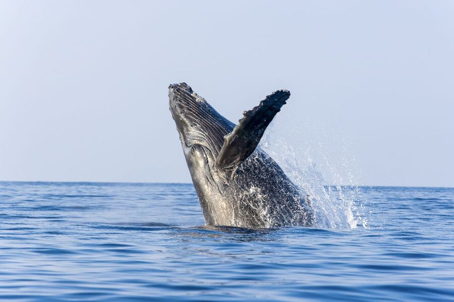 Ma'alaea Harbor: Whale Watching Tour Aboard Power Catamaran - Drinks and the value math around $50