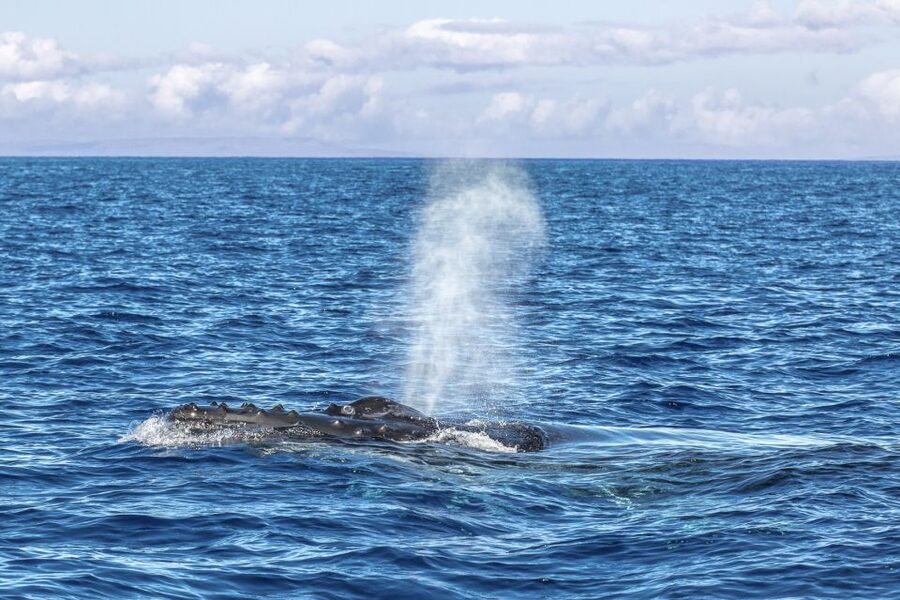 Ma'alaea Harbor: Whale Watching Tour Aboard Power Catamaran - Who this tour is best for