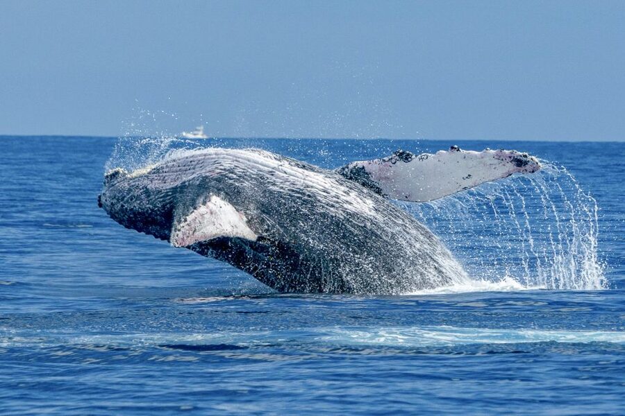 Ma'alaea Harbor: Whale Watching Tour Aboard Power Catamaran - Your 2-hour flow: from Boss Frog’s to Ma’alaea Bay