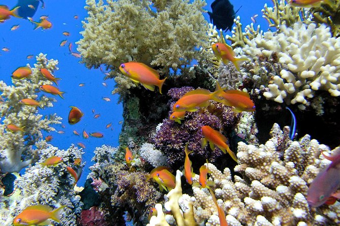 Makena Turtle Town Eco Adventure in Maui - Key highlights you should care about