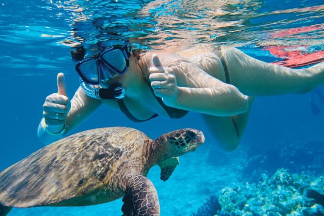 Makena Turtle Town Eco Adventure in Maui - Why Turtle Town is a great bet for green sea turtles