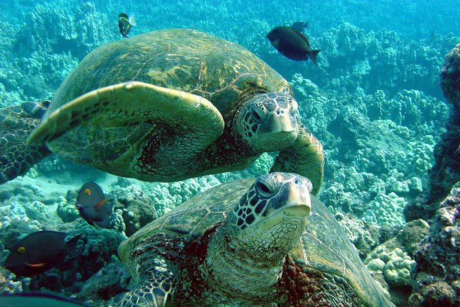 Makena Turtle Town Eco Adventure in Maui - Paddle out: what the kayak leg really feels like