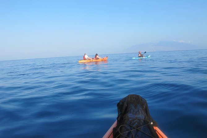 Makena Turtle Town Eco Adventure in Maui - The other wildlife you might see, and what it means for your day