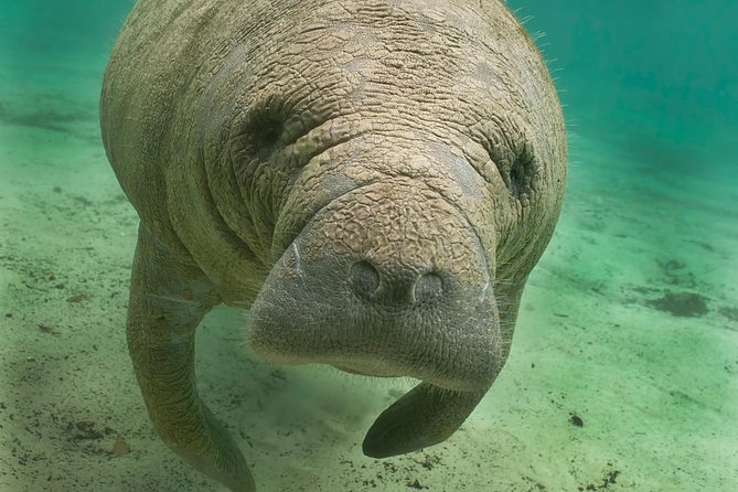 Manatee Sightseeing and Wildlife Boat Tour - Key Points Before You Go