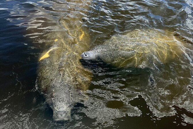 Manatee Sightseeing and Wildlife Boat Tour - The 90-Minute Wildlife Cruise: What the Captain Actually Does