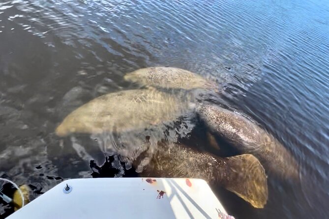 Manatee Sightseeing and Wildlife Boat Tour - Stop-by-Stop: What You See, and What You Might Miss
