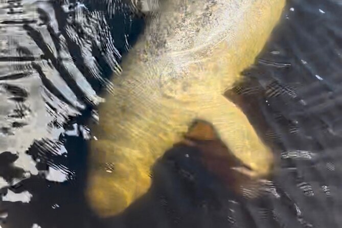 Manatee Sightseeing and Wildlife Boat Tour - Small Group Comfort, Covered Boat Reality