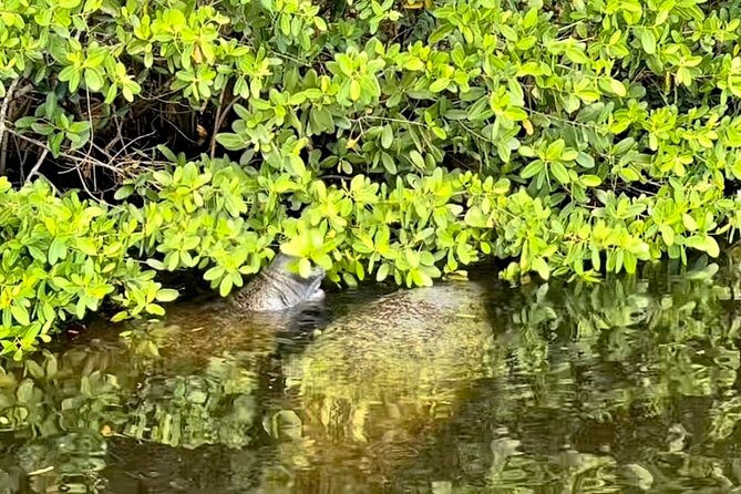 Manatee Sightseeing and Wildlife Boat Tour - Wildlife Chances, and How to Set Your Expectations