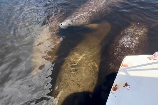 Manatee Sightseeing and Wildlife Boat Tour - Who Should Book This Tour