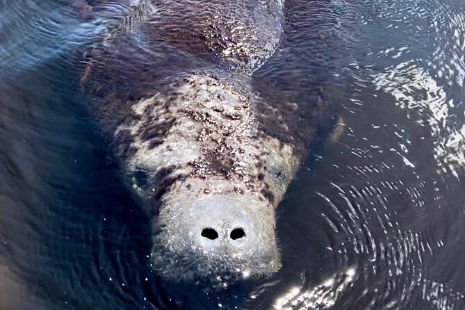 Manatee Sightseeing and Wildlife Boat Tour - Port of the Islands Marina, Where the Trip Starts