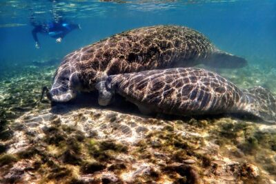 Manatee Swim Tour with In Water Photographer