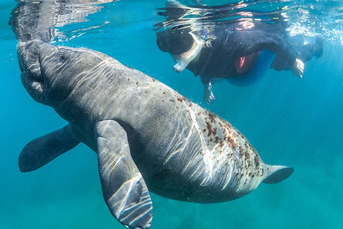Manatee Swim Tour with In Water Photographer - In-water guide + photographer: the part you will remember