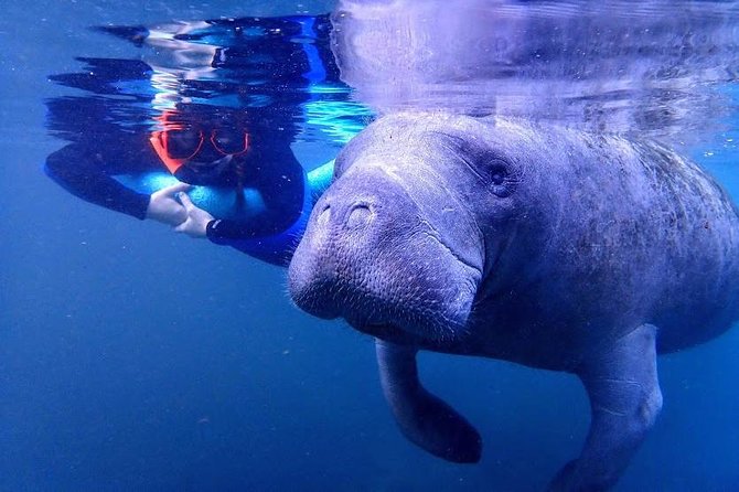 Manatee Swim Tour with In Water Photographer - Photos and videos: what the add-on covers, and how to decide