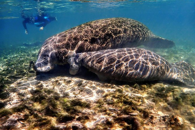 Manatee Swim Tour with In Water Photographer - Getting there from Explorida at 545 N Citrus Ave, and what the 3 hours include