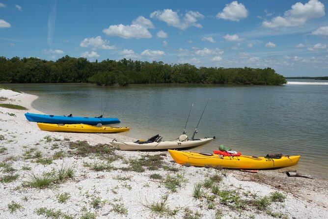 Manatees and Mangrove Tunnels Small Group Kayak Tour - Key Points You Should Know Before You Paddle