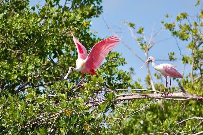 Manatees and Mangrove Tunnels Small Group Kayak Tour - Entry, Gear, and Paddling Style for Tandem Kayaks