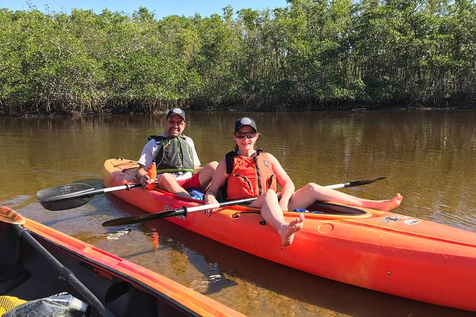 Manatees and Mangrove Tunnels Small Group Kayak Tour - What Wildlife You Can Expect, and How to Think About Your Odds
