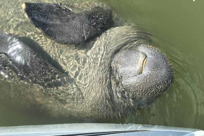 Mangrove Tunnels, Dolphins, Manatee Tour #1 Rated in Cocoa Beach - Should You Book This Mangrove Tunnels, Dolphins, Manatee Tour?