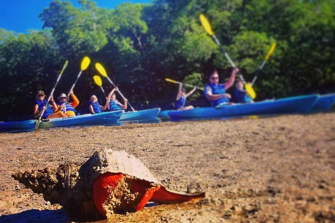 Mangrove Tunnels & Mudflats Kayak Tour - Local Biologist Guides - What’s included, what you need to bring, and how the equipment feels
