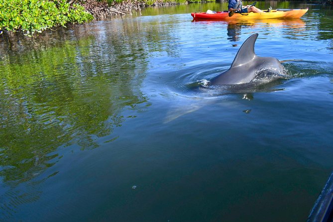 Mangrove Tunnels & Mudflats Kayak Tour - Local Biologist Guides - Price and value: is $69.99 a good deal?