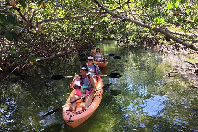 Mangroves and Manatees - Guided Kayak Eco Tour - Key Highlights You Should Care About