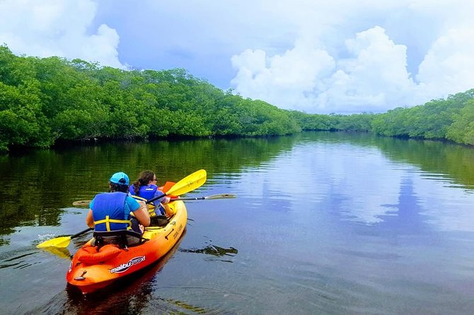 Mangroves and Manatees - Guided Kayak Eco Tour - Why Tavernier Creek Mangroves Feel Different From Open Water